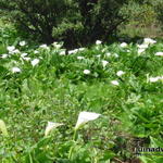 Zantedeschia - Zantedeschia - 