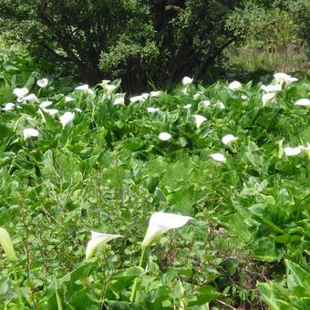 Zantedeschia