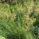 Stipa gigantea - STIPA GÉANTE, STIPE GÉANTE