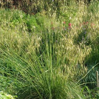 Stipa gigantea