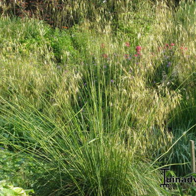 Stipa gigantea - Riesen-Federgras