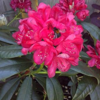 Rhododendron 'Nova Zembla'