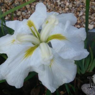 Iris ensata 'Gold Bound' - 