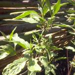 Cornus alba 'Gouchaultii' - CORNOUILLER PANACHÉ DORÉ, CORNOUILLER DORÉ