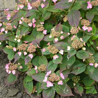 Hydrangea  serrata  'Spreading Beauty'