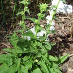 Campanula glomerata 'Schneekrone' - 