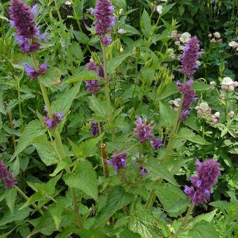 Agastache 'Blue Boa'