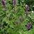 Agastache 'Blue Boa'