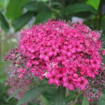 Spiraea japonica 'Country Red'