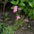 Gypsophila repens 'Rosea'