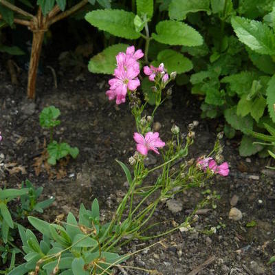 Gypsophila repens 'Rosea' - Gypsophila repens 'Rosea'