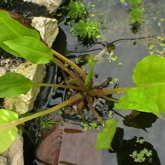 Alisma plantago-aquatica