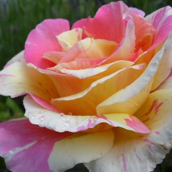 Rosa 'Claude Monet'