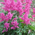 Astilbe japonica 'Bonn' - 