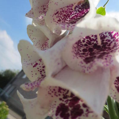 Digitalis purpurea 'Pam's Choice - Digitalis purpurea 'Pam's Choice