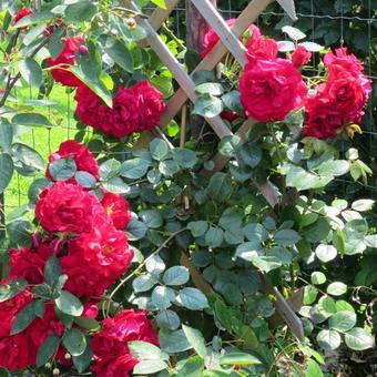 Rosa 'Baikal'