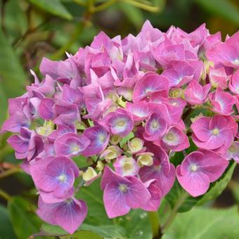 Hydrangea macrophylla 'Enziandom'