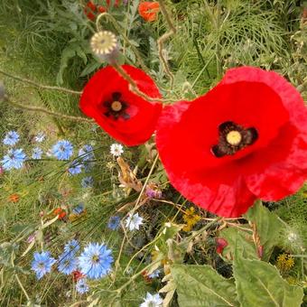 Papaver rhoeas