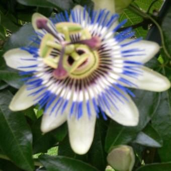 Passiflora caerulea