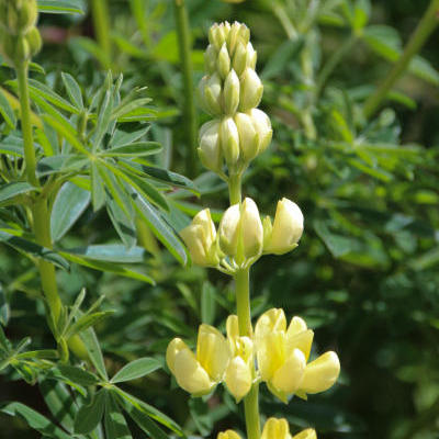 Lupinus arboreus - 