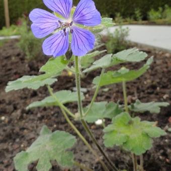 Geranium 'Philippe Vapelle'