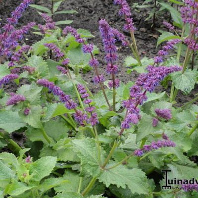 Salvia verticillata 'Smouldering Torches' - 