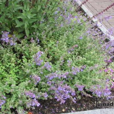 Nepeta faassenii 'Kit Cat' - Nepeta faassenii 'Kit Cat'