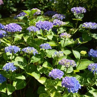 Hydrangea macrophylla 'Renate Steiniger'