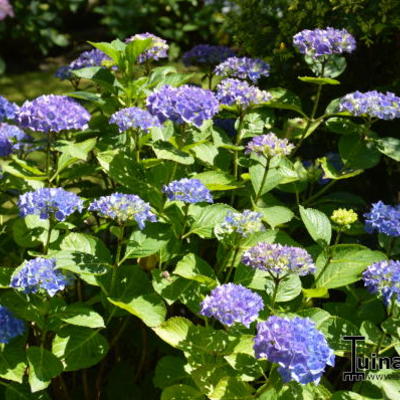 Hydrangea macrophylla 'Renate Steiniger' - 