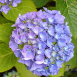 Hydrangea macrophylla 'Renate Steiniger' - 