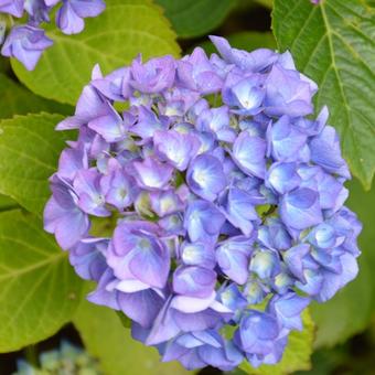 Hydrangea macrophylla 'Renate Steiniger'