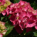 Hydrangea macrophylla 'Masja' - Hydrangea macrophylla 'Masja'