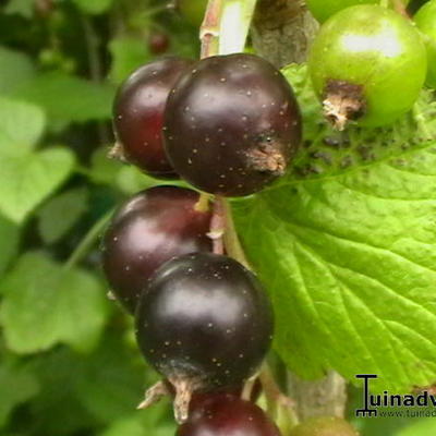 Ribes nigrum 'Ojebyn' - 