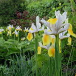 Iris x hollandica 'Angel Wings' - 