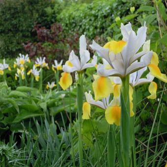 Iris x hollandica 'Angel Wings'