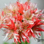 Pelargonium 'Bev Foster' - 