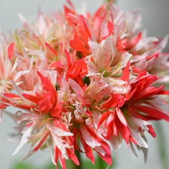 Pelargonium 'Bev Foster'