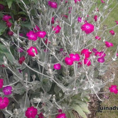 Lychnis coronaria - Kronen-Lichtnelke