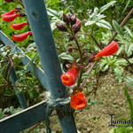 Eccremocarpus scaber 'Cherry Red' - 