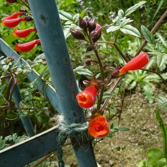 Eccremocarpus scaber 'Cherry Red'