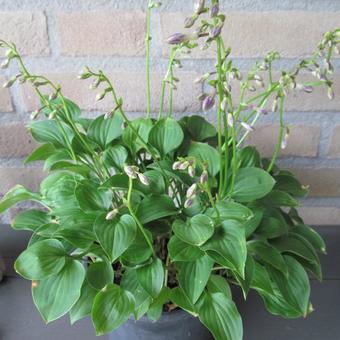 Hosta venusta