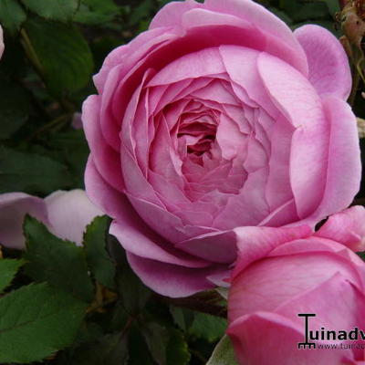 Rosa 'Alan Titchmarsh' - 