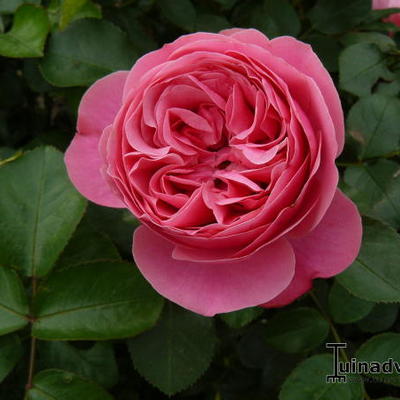 Rosa 'Wisley' - 