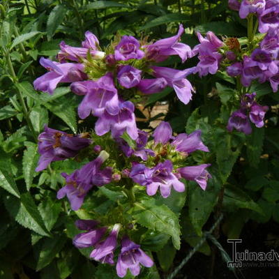 Penstemon lyallii - 