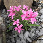 Rhodohypoxis baurii 'Fred Broome' - 