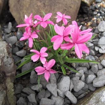 Rhodohypoxis baurii 'Fred Broome'