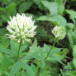 Trifolium pannonicum  - 