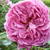 Rosa 'Princess Alexandra of Kent'