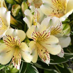 Alstroemeria 'PRINCESS Fabiana' - 