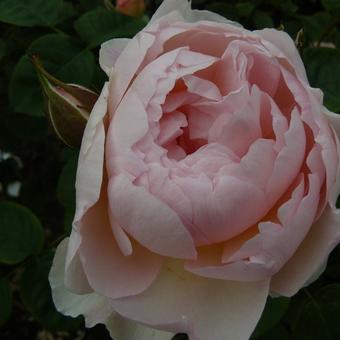 Rosa 'Gentle Hermione'